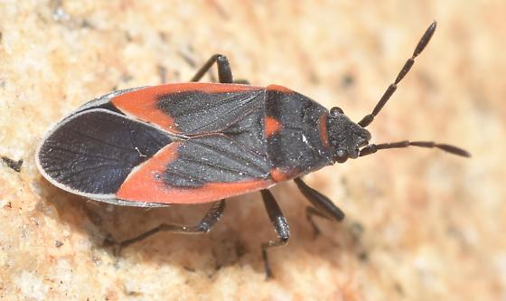 <p>Whats the family name of this bug?</p>