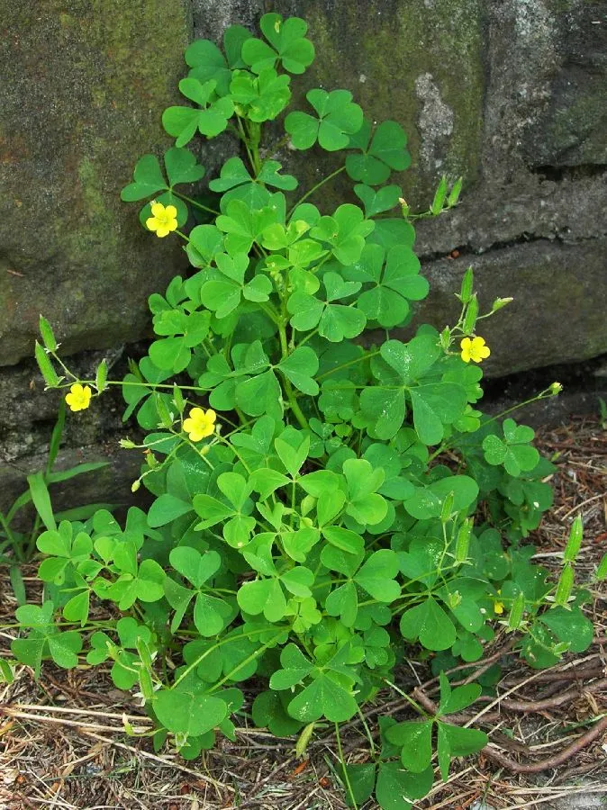 <p>What weed is this?</p>