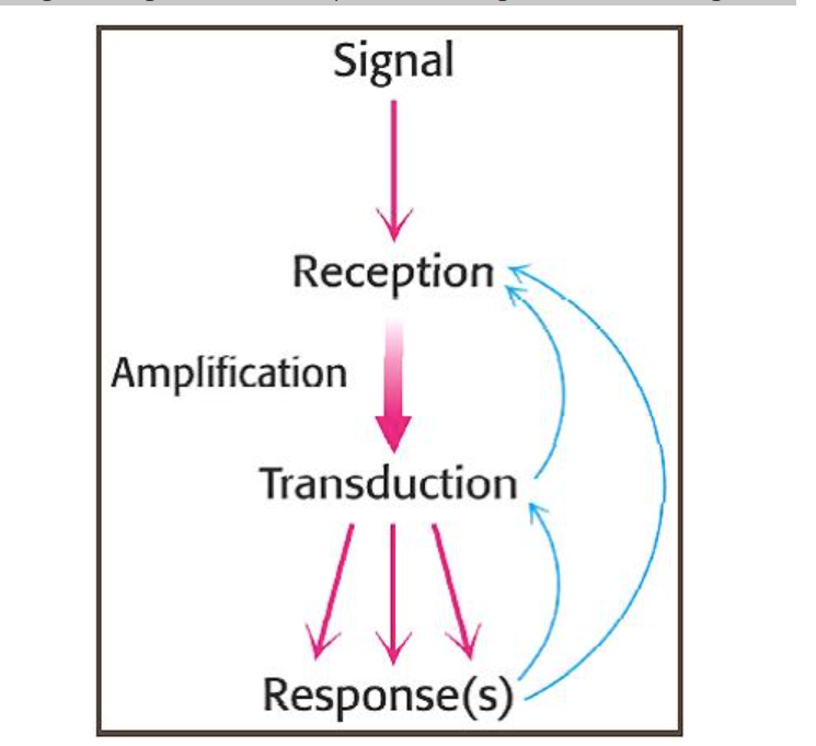 <p>Via signalling molecules.</p><p></p><ol><li><p><strong>Reception</strong>: binding of an extracellular signalling molecule.</p></li></ol><ol start="2"><li><p><strong>Transduction</strong>: conversion and amplification of the extracellular signal, triggering a specific response by the cell.  generally consists of a number of different steps, conveyed by intracellular signalling molecules, to attain the final response.</p></li><li><p><strong>Response(s)</strong>: cell behaviour is altered by changing the activity of effector proteins, such as opening/closing ion channels, or switching on/off certain genes.</p></li></ol><p></p>