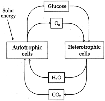 <p>carbon goes from the atmosphere into autotrophs which is then passed to heterotrophs then eventually released back into the atmosphere</p>