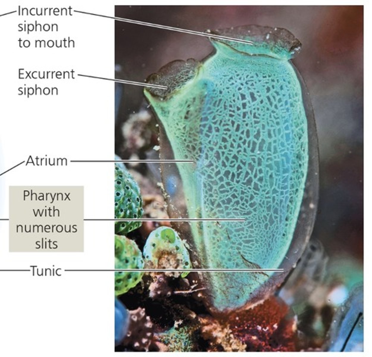 <p>tunicates "sea squirts"</p><p>more closely related to other chordates than lancelets</p><p>larval stage is only a few minutes</p><p>once settles on substrate, goes through, metamorphosis and may of its chordate characters disappear</p><p>only have 9 Hox genes (all other chordates have 13)</p>
