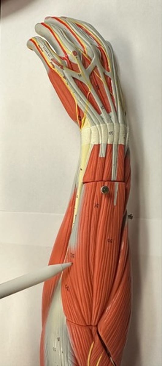 <p>What are the (2) attachments of the Extensor Carpi Ulnaris?</p>