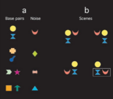 <ul><li><p>Showed infants elements of objects, tended to put different shapes together.</p></li><li><p>Always happened that same ones would be together.</p></li><li><p>Later scenes - looking patterns indicated they expected them to be together again.</p></li><li><p>Familiarity preference - looked more at patterns they'd seen before.</p></li></ul><p></p>