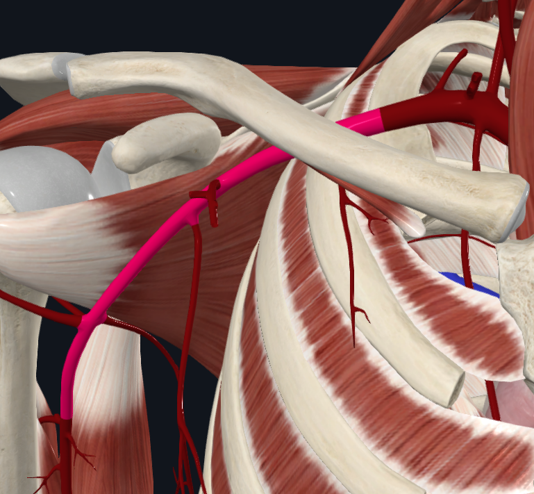 <p>What artery is this</p>