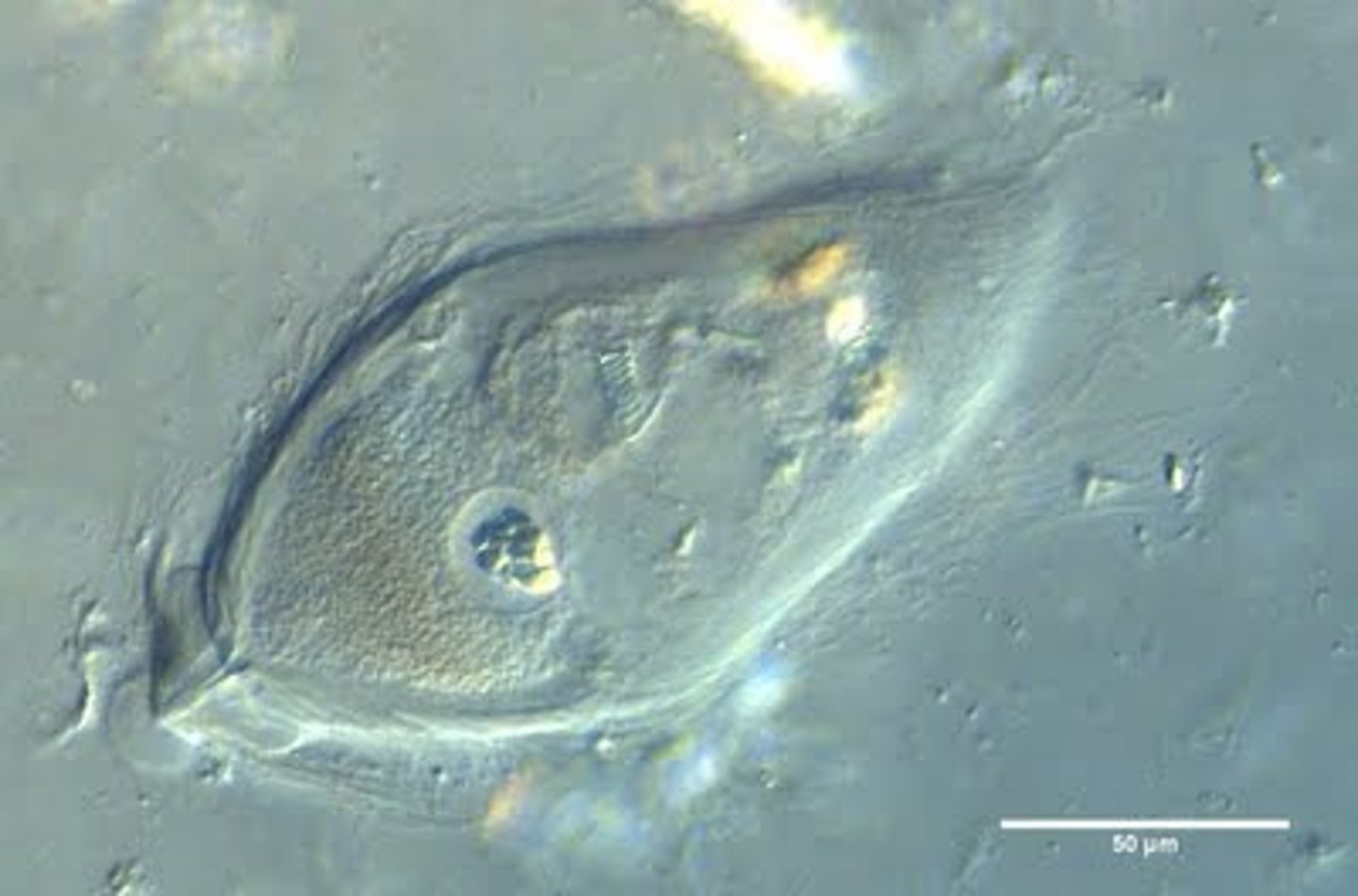 <p>Mutualism in which at least one species can't survive without its partner</p>