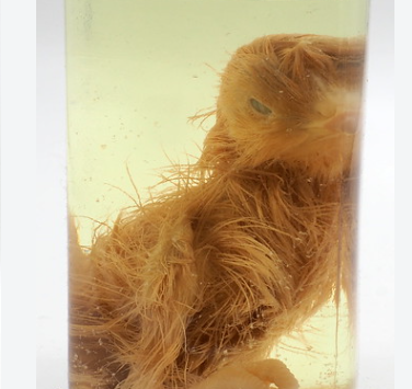 <p>Phylum, subphylum, class?</p>