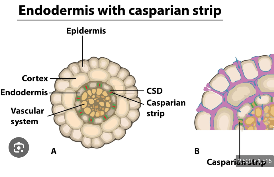 <p><span style="font-family: Google Sans, Roboto, arial, sans-serif">The Casparian strip is a waxy, hydrophobic band of suberin in the walls around the endodermal cells. It has the important job of </span><strong>blocking the apoplastic route of water and dissolved minerals</strong><span style="font-family: Google Sans, Roboto, arial, sans-serif">.</span></p>