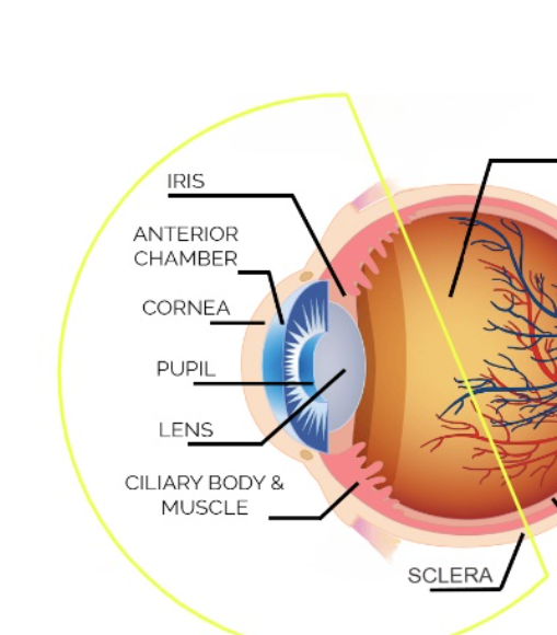 <p>anterior segment of eye</p>