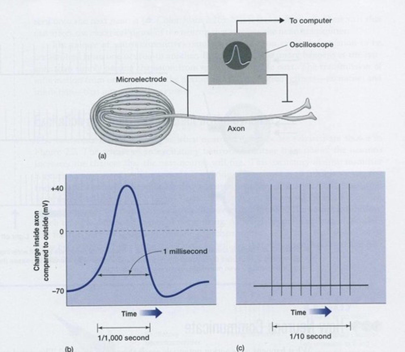 <p>A rapid change in electrical polarity of a neuron that occurs when a threshold level is reached.</p>