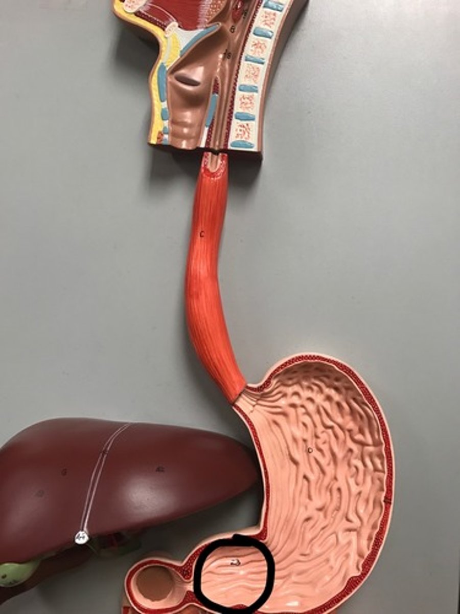 <p>funnel shaped terminal end of the stomach; tapers toward the pyloric sphincter at the distal end of the stomach</p>