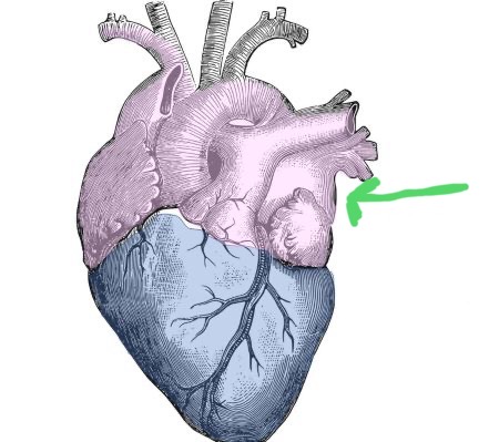 <p>Pointed inferior tip formed mostly by left ventricle; points left.</p>