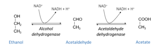 <p>Ethanol  oidised to accetaldehyde by alcohol dehydrogenase and then acetaldehyde is oxidised again by acetaldehyde dehydrogenae to produce acetate</p><p></p><p>Acetaldehyde is toxic and belived to extert toxic action aginst the liver - responsible for hangover symptons</p><p>Acetate has no toxic effects</p>