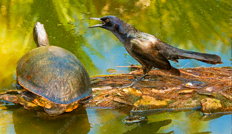 <p>Common Grackle</p>