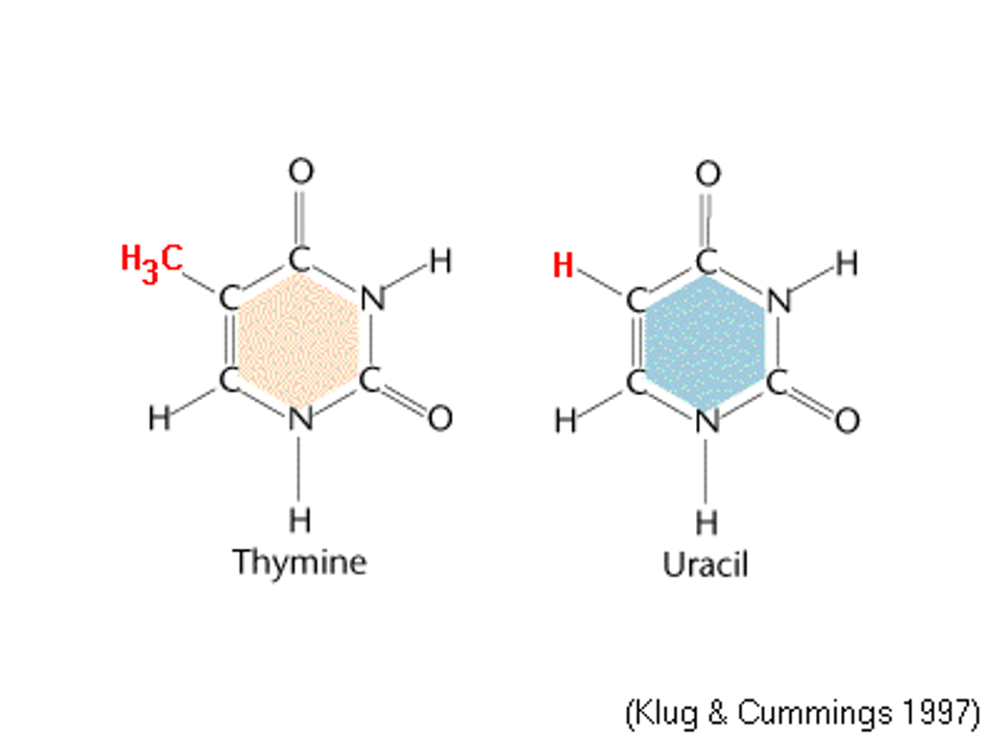 <p>SEE DIAGRAM</p><p>thymine has 1 extra carbon and 2 extra hydrogens</p>