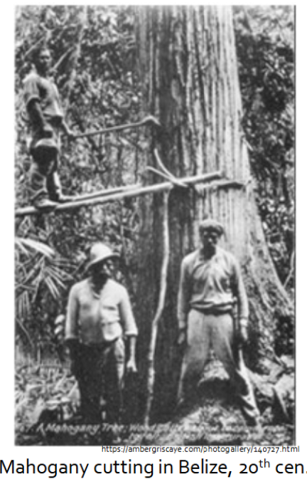 <p>Pirates of the Caribbean</p><p>• Along the east coast of the Yucatan (Quintana Roo and Belize), Spanish presence was less organized due to strong Indigenous resistance</p><ul><li><p>&nbsp;Many small churches were established: Oxtankah, Avila, Tiho, Lamanai</p></li></ul><p>• English pirates would use the sheltered coastline and cayes to hide from, and attack, Spanish ships</p><p>• Also harvested significant amounts of palo tinto (logwood) and mahogany</p><ul><li><p>&nbsp;Until 1833, African slaves were used in the logging trade</p></li></ul><p>• British settlements were founded in 1716, but the British government delayed formally recognizing them until 1786, fearing Spanish retaliation</p><p>• The country of British Honduras was formally incorporated into the British Empire in 1862&nbsp;</p>