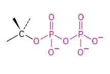 <p>ex: Methyl diphosphate</p>