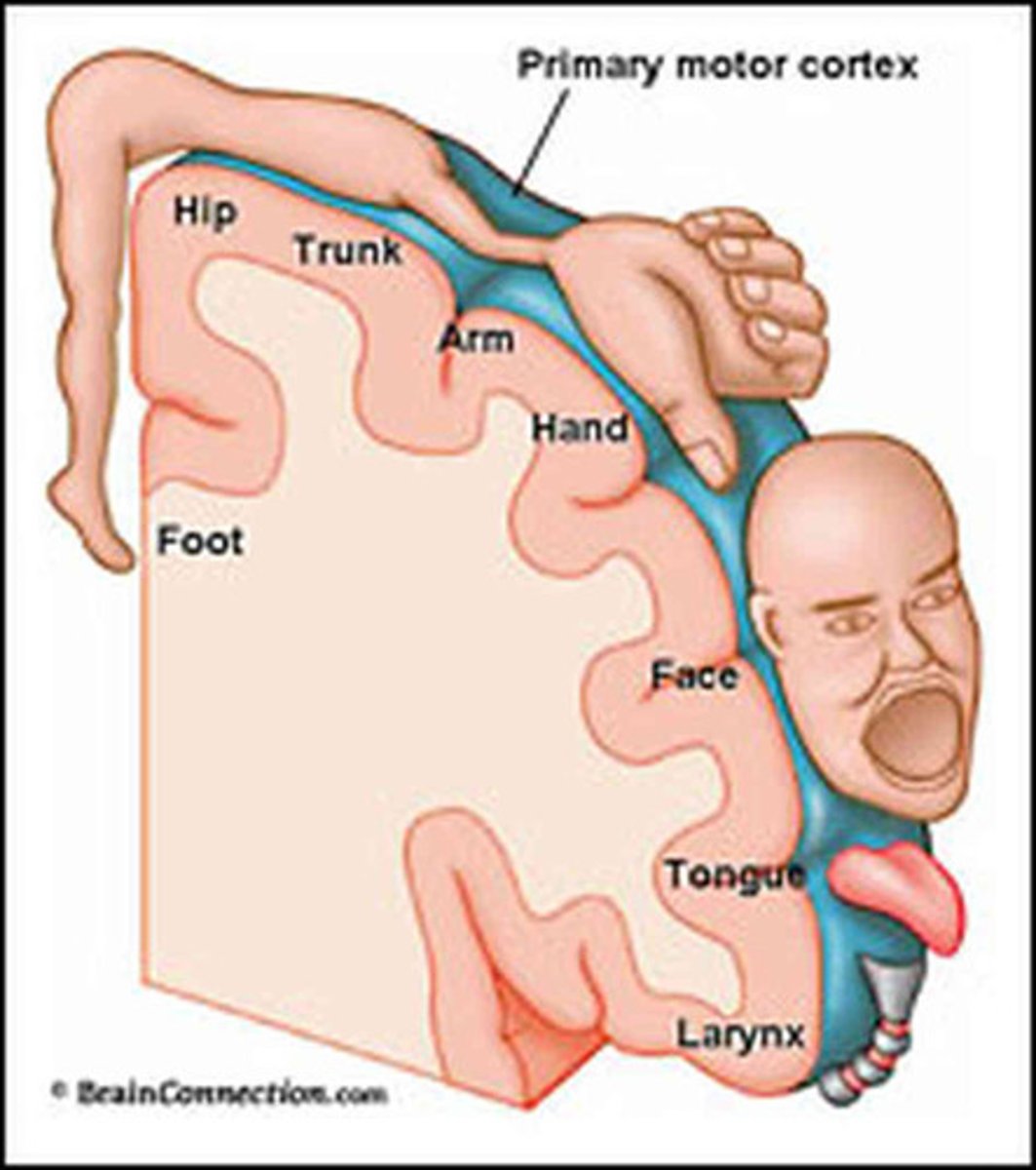 <p>Touch information from adjacent parts of the body are represented in adjacent parts in the cortex.</p><p>Parallel hemispheres: left body -> right brain, vice versa.</p>