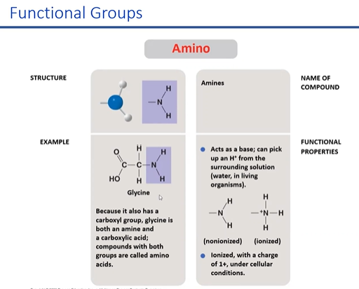 when you put amine gorup into a soltuion its gonna accept a hydeogen and become prositibly charged

\
accepts h+ from nh3