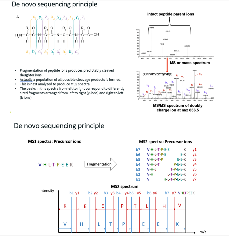 <p><strong><u>How does it work?</u></strong></p><p>Consider one peptide, which has been fragmented into b and y ions (obtained through collision-induced dissociation, break is at the peptide bond). Ideally, this peptide has been broken up into every possible fragment pattern.</p><p>In this case, when observing the MS2 spectra, distance between two b ions/peaks or two adjacent y ions/peaks (<span>Δm/z)</span> corresponds to the mass to charge (m/z) of one amino acid. The heavier of the two fragments has one additional amino acid compared to the lighter one, and this amino-acid has a mass to charge ration equal to Δm/z. Since we know the m/z of every amino acid, we can deduce what this amino acid (which is in the heavier fragment but not the lighter one) is. Thus, by analysing the Δm/z between each adjacent b peaks or each adjacent y peaks, we can deduce the peptide sequence.</p><p><strong><u>Challenges:</u></strong></p><ul><li><p>Only works if we have perfect fragmentation (i.e. all possible fragmentation patterns). If there is no perfect fragmentation, there will be gaps in the amino acid sequence. This can be solved by repeating the analysis and hoping to fill in the gaps.</p></li><li><p>MS2 must contain only one peptide. Thus, this method does not work well for DIA.</p></li><li><p>Amino acids with the same mass to charge ratio cannot be distinguished (e.g. leucine and isoleucine).</p></li></ul><p></p>