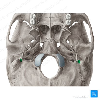 <p>What does this hole in the <strong>temporal bone</strong> transmit?</p>