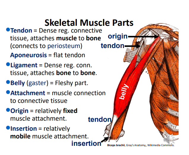 <p>Dense regular; bone </p>