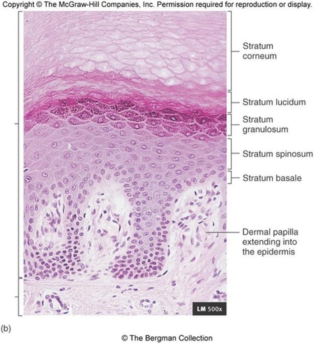 <p>The three major regions of the skin are the epidermis (outermost), dermis (middle), and subcutaneous tissue (hypodermis, deepest region).</p>
