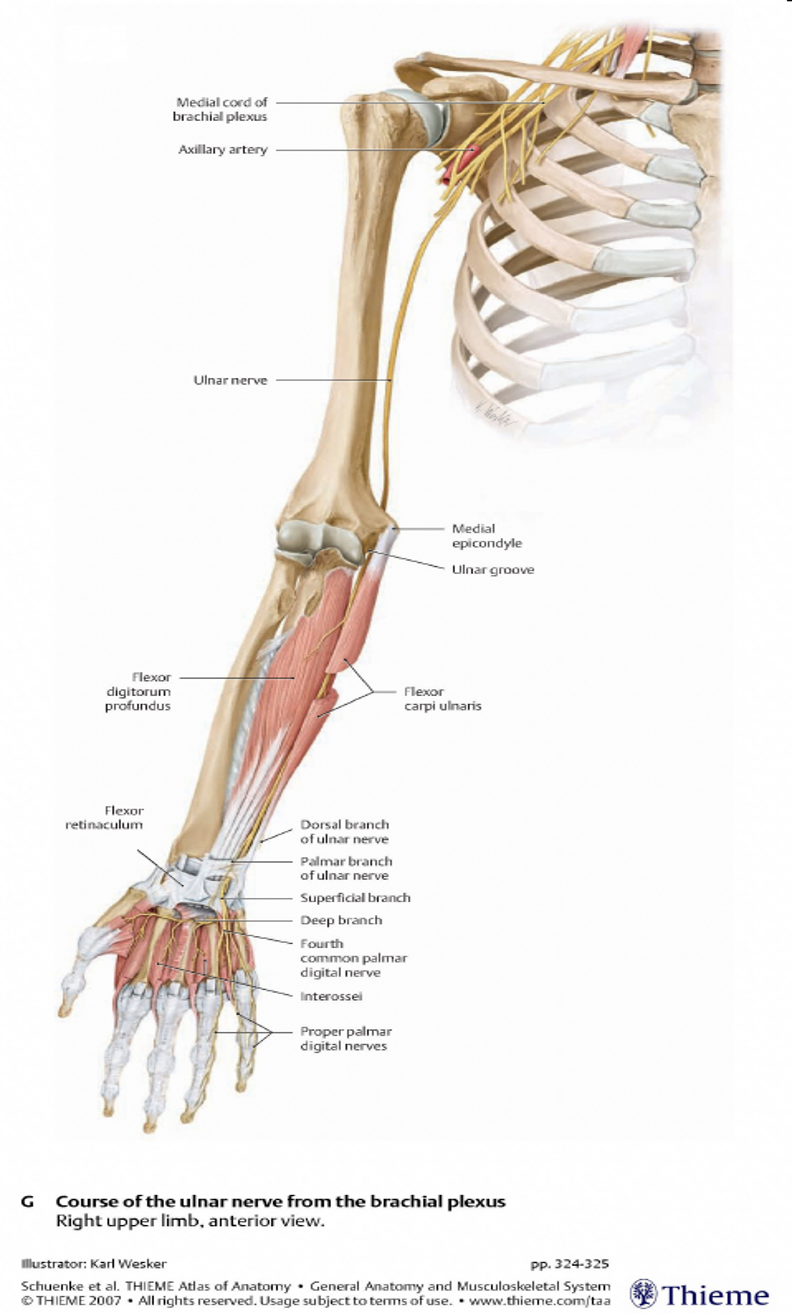 <p><span>Innervates</span></p><p style="text-align: left;"></p><p style="text-align: left;"><span>Flexor Carpi ulnaris</span></p><p style="text-align: left;"><span>Flexor Digitorum profundus (ring &amp; small)</span></p><p style="text-align: left;"><span>FDM, ADM, ODM</span></p><p style="text-align: left;"><span>Palmaris brevis</span></p><p style="text-align: left;"><span>Palmar &amp; dorsal interossei</span></p><p style="text-align: left;"><span>Adductor pollicis</span></p><p style="text-align: left;"><span>Flexor pollicis brevis (deep head),</span></p><p style="text-align: left;"><span>Lumbricals to ring &amp; small fingers</span></p>