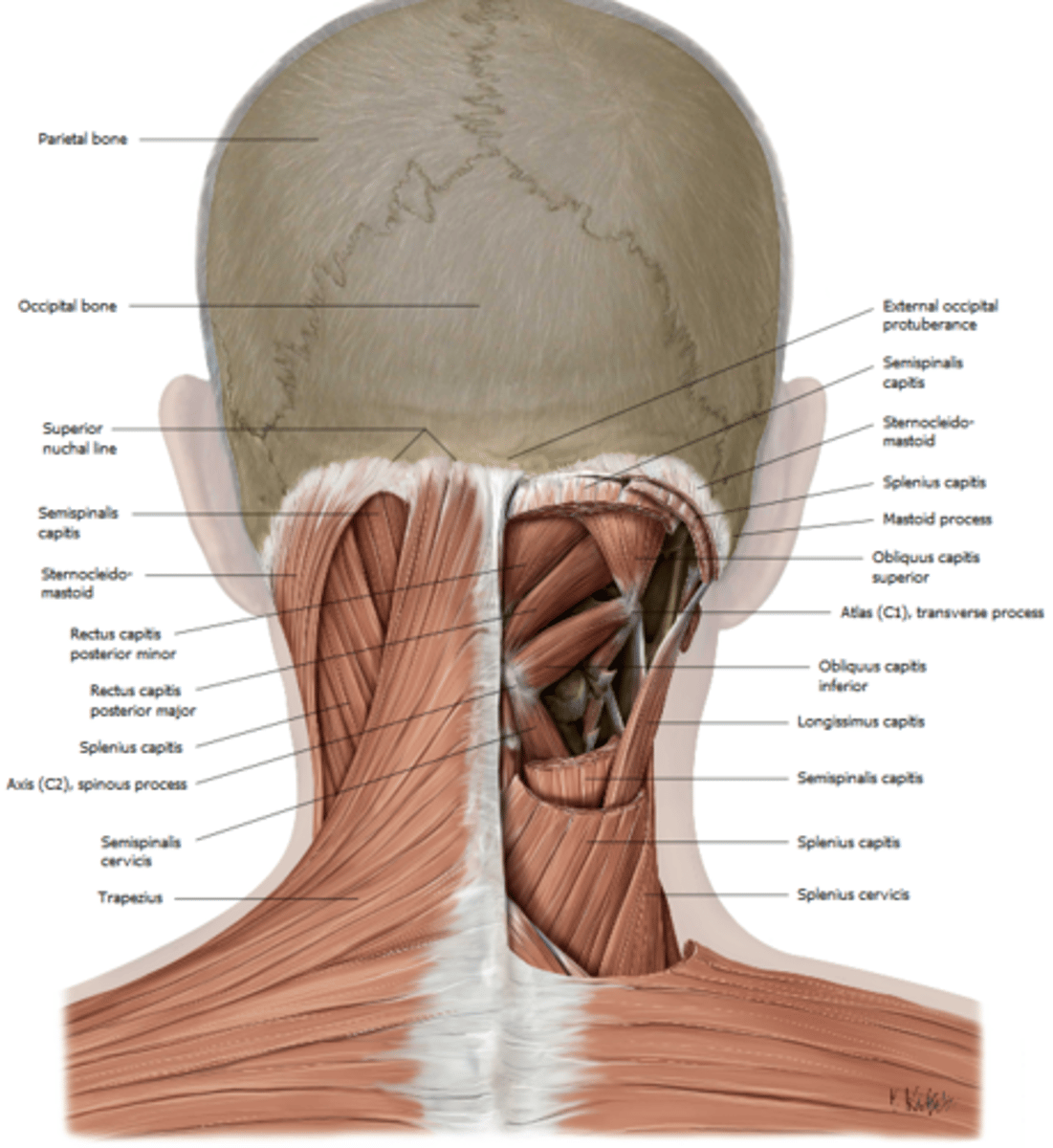 <p>skin</p><p>superficial nuchal fascia</p><p>trapezius</p><p>splenius capitis</p><p>semispinalis capitis</p><p>deep nuchal fascia</p><p>suboccipital triangle</p>