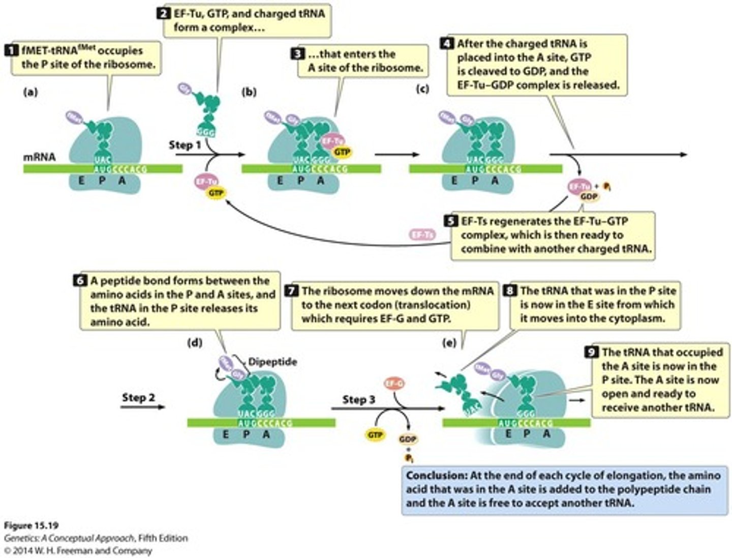<p>Proteins assisting in the elongation phase of translation.</p>
