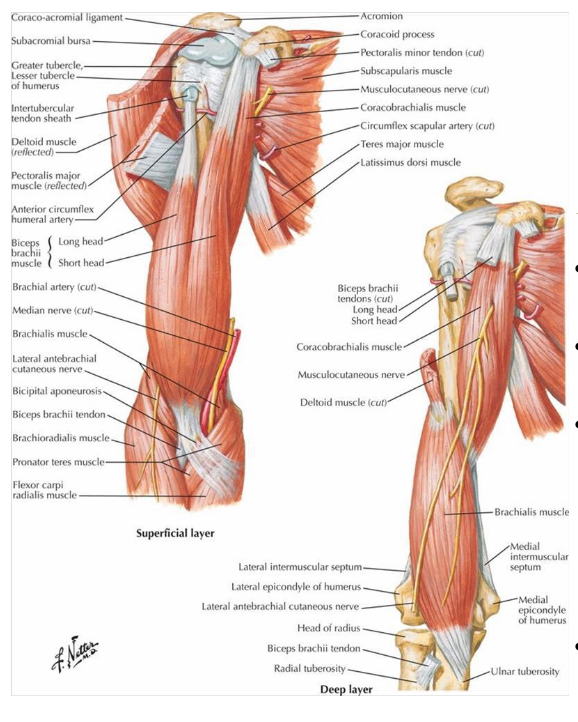 <p>O:</p><ul><li><p>long head - supraglenoid tubercle of scapula</p></li><li><p>short head - apex of coracoid process of scapula</p></li></ul><p>I:</p><ul><li><p>radial tubersosity on radius and bicipital aponeurosis</p></li></ul><p></p>