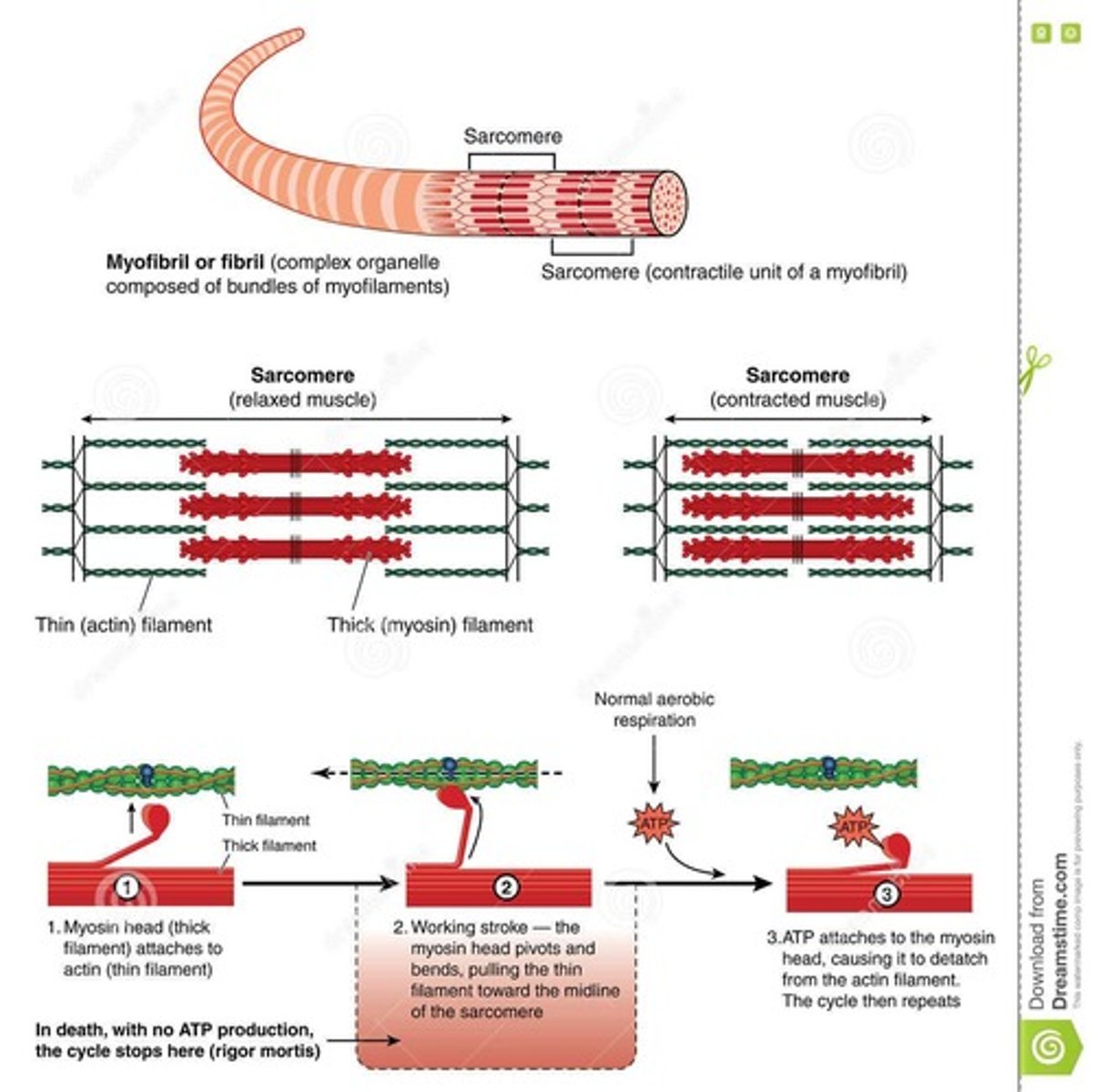 <p>Basic unit of muscle contraction.</p>