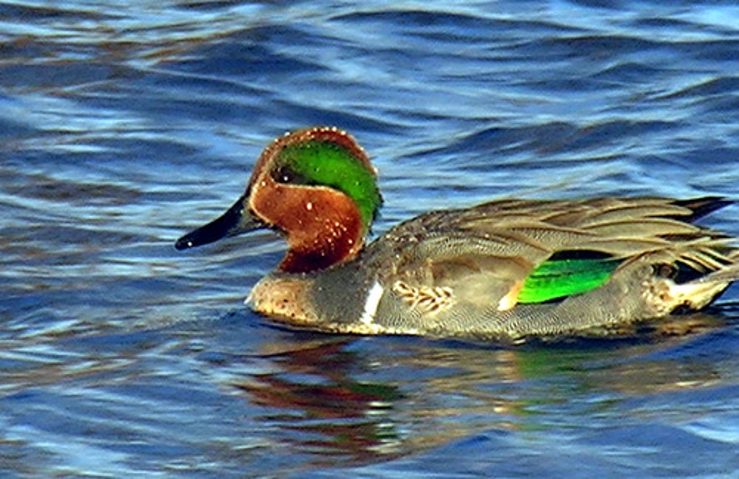 <p>Anseriformes</p><p>Anatidae</p>