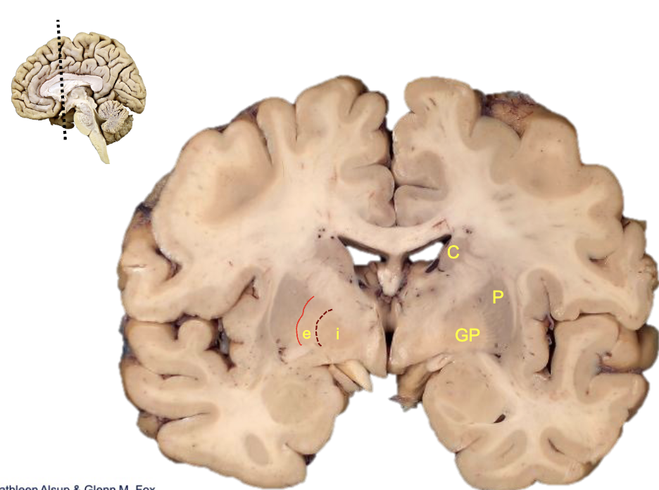 <p><strong>what is gp?</strong></p>
