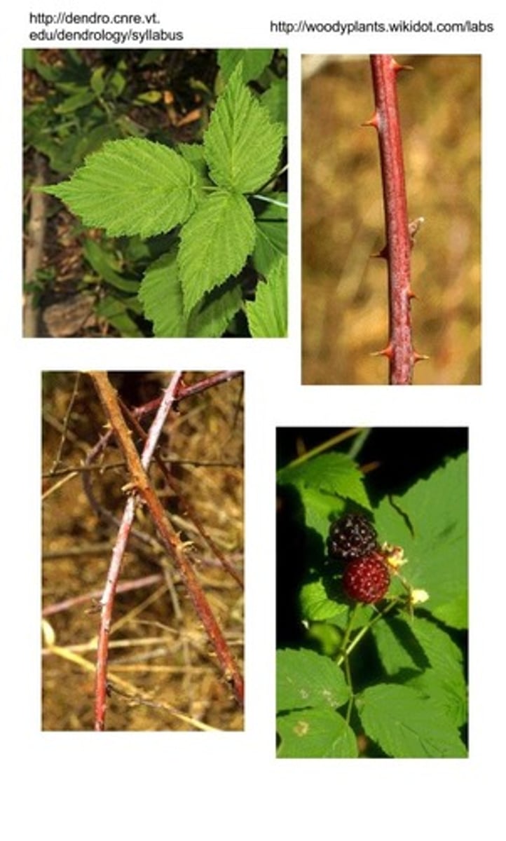 <p>Black Raspberry</p>