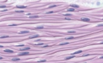 <p>what tissue is this </p>
