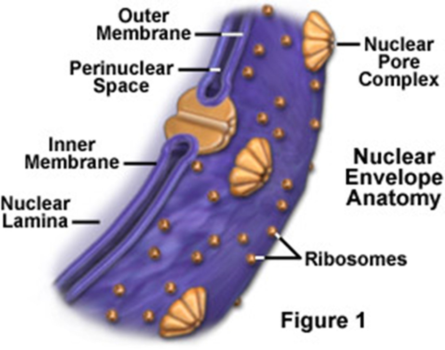 <p>double membrane enclosing the nucleus (where genetic info is stored) perforated with pores, continuous with ER</p>
