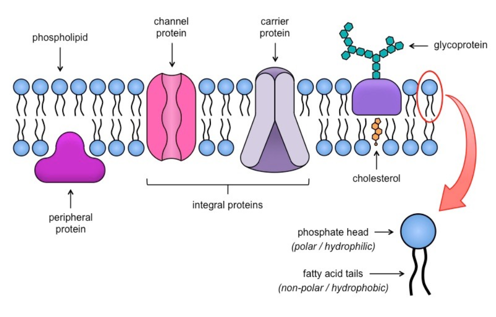 <p>Include:</p><ul><li><p>Peripheral + Integral proteins</p></li><li><p>Glycoproteins</p></li><li><p>Phospholipids</p></li><li><p>Cholesterol</p></li></ul><p>+ Indicate hydrophobic + hydrophilic regions</p>