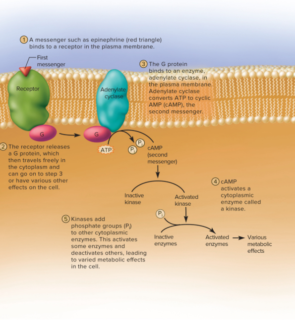 <p>When a first messenger binds to a surface receptor, it triggers a G protein (GTP) to relay the signal to adenylate cyclase (a peripheral membrane protein). Adenylate cyclase then removes 2 ATP from the G protein and converts in to cyclic AMP (cAMP), the second messenger.  The cAMP activates cytoplasmic enzymes called kinases which add phosphate groups to other cellular enzymes that activates some enzymes and deactivates others, leading to varying metabolic effects on the cell. </p>