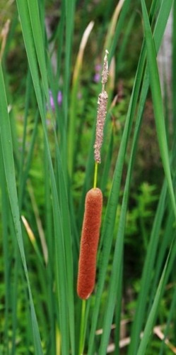 keskenylevelű gyékény