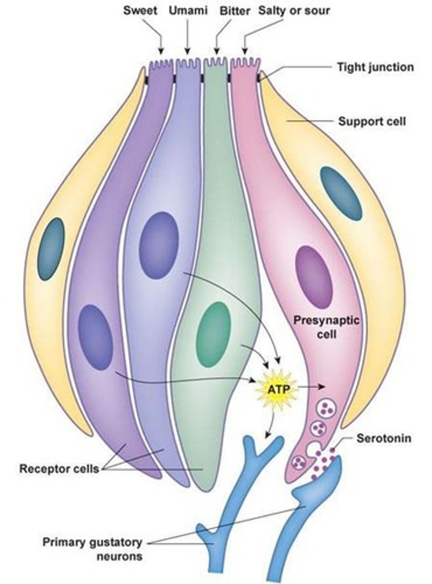 <p>Type I (salt), Type II (sweet, umami, bitter), Type III (sour), Type IV (stem cells).</p>