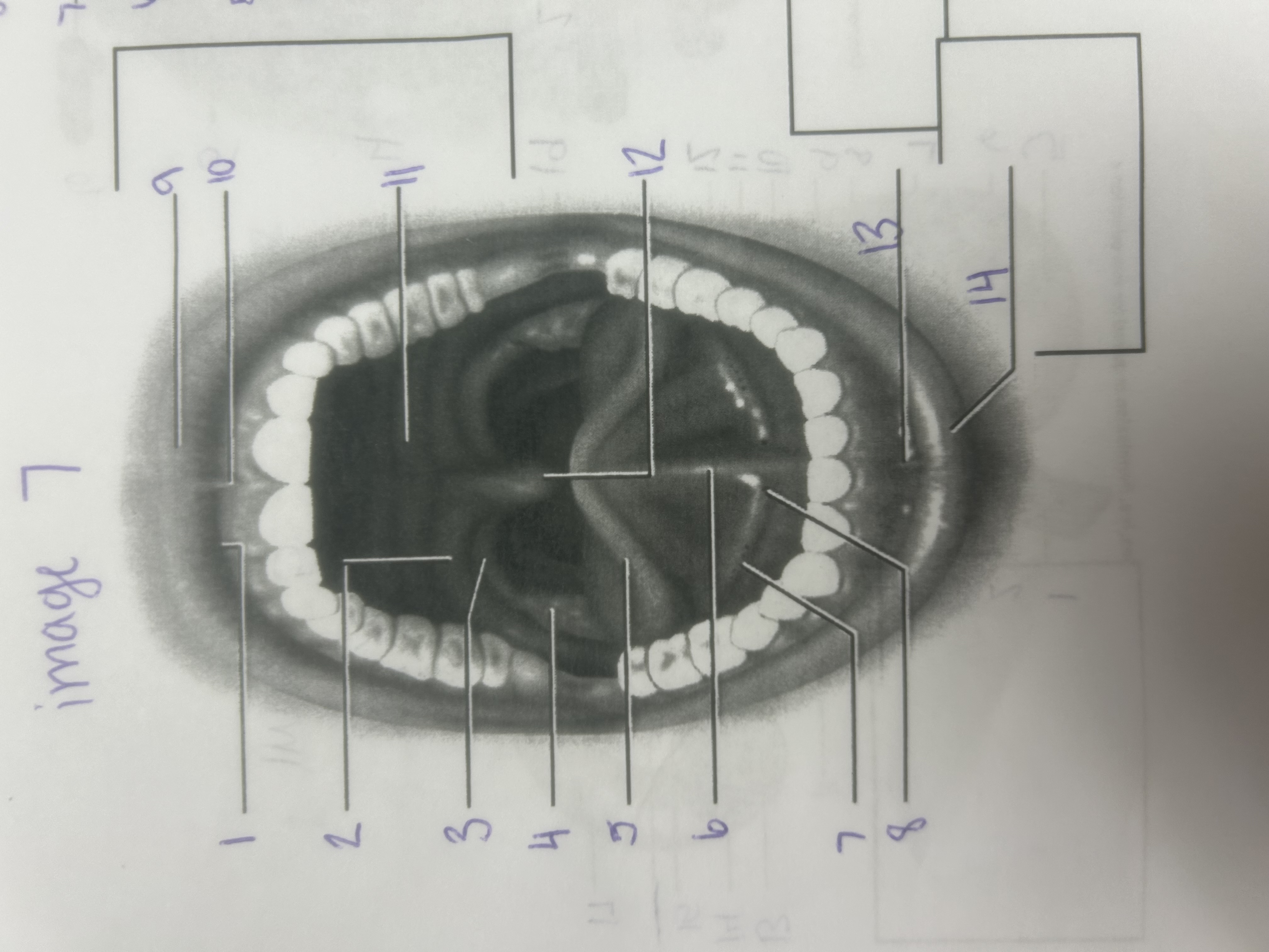 <p>6</p>