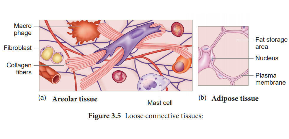 <ul><li><p><strong>macrophages + leukocytes + plasma cells</strong></p></li><li><p><strong>adipocytes</strong></p></li><li><p><strong>fibroblasts</strong></p></li></ul><img src="https://lh7-rt.googleusercontent.com/docsz/AD_4nXfoTvgKESQPuAZoIDRLIOd2glSDxnmXIpK45XV-OxemAppe88r58eis0UpewIsuV_QZ0am08P82pzldFkiRnt0si35DsxZCbPw2wK5Bw8Tp_kRuXL8FQuLyhumAgVSBBYVdfHqxgA?key=SR0QQriMDODmjF8Ht7zZQTWR" data-width="100%" data-align="center"><p></p>