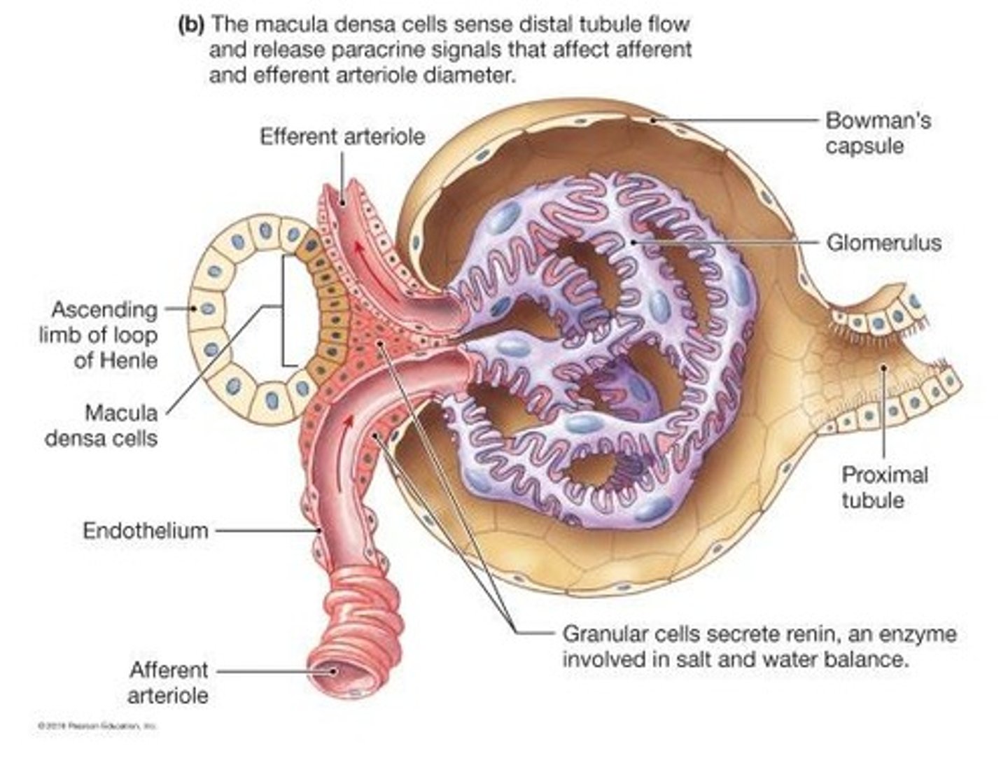 <p>The macula densa cells respond to changes in sodium chloride concentration, influencing the regulation of glomerular filtration rate.</p>
