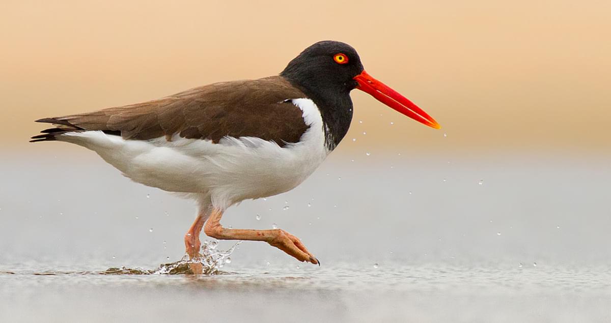 <p>American Oystercatcher</p>