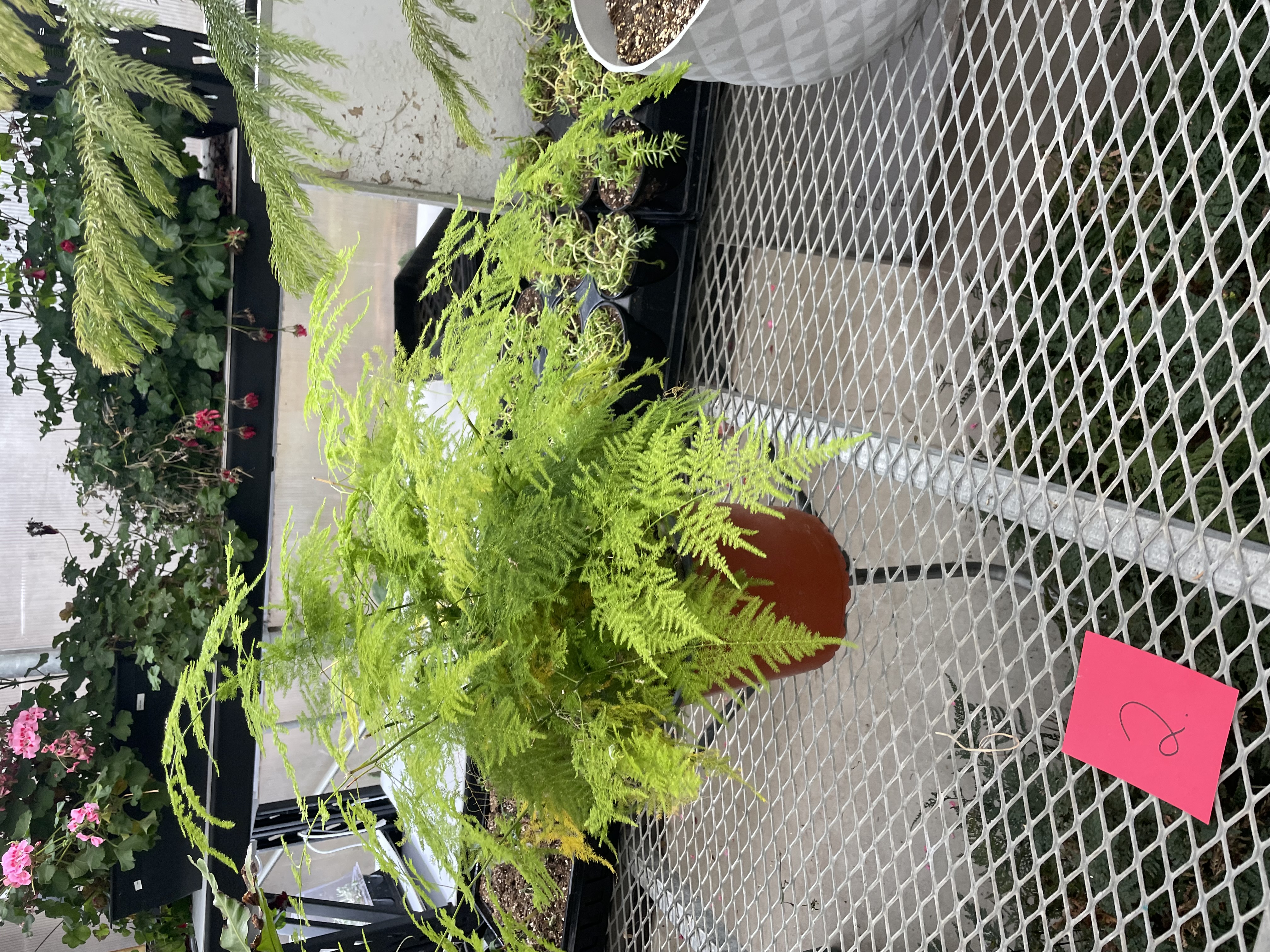 <p>Sprengeri Fern</p>