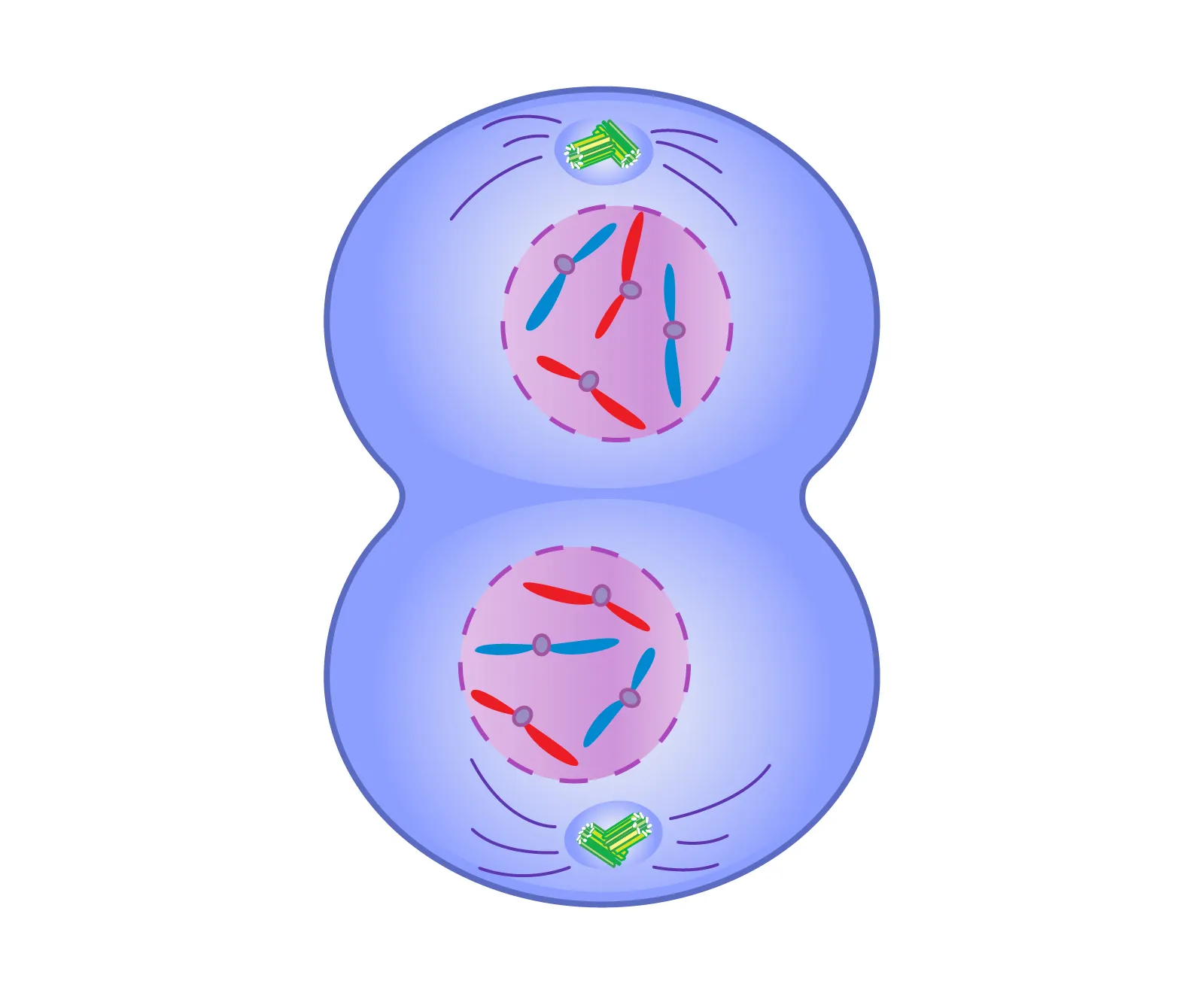 <p>“Telephone, far off distance”. The fourth and final phase of mitosis where two daughter cells are formed. Phase begins when the chromatids have reached the opposite poles of the cell. The chromatids begin to unwind into the longer and less visible strands of chromatin. The spindle fibres break down. A nuclear membrane forms around each new set of chromosomes, and a nucleolus forms within each new nucleus. The cells divide as the cell cycle proceeds into cytokinesis. Both daughter cells then proceed into the next interphase.</p>