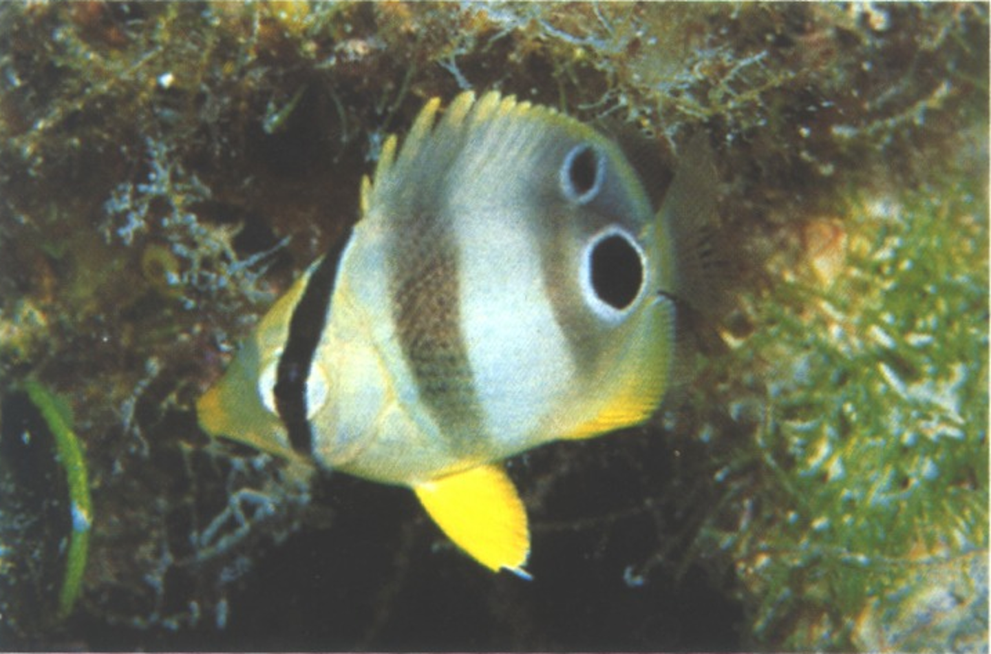 term image