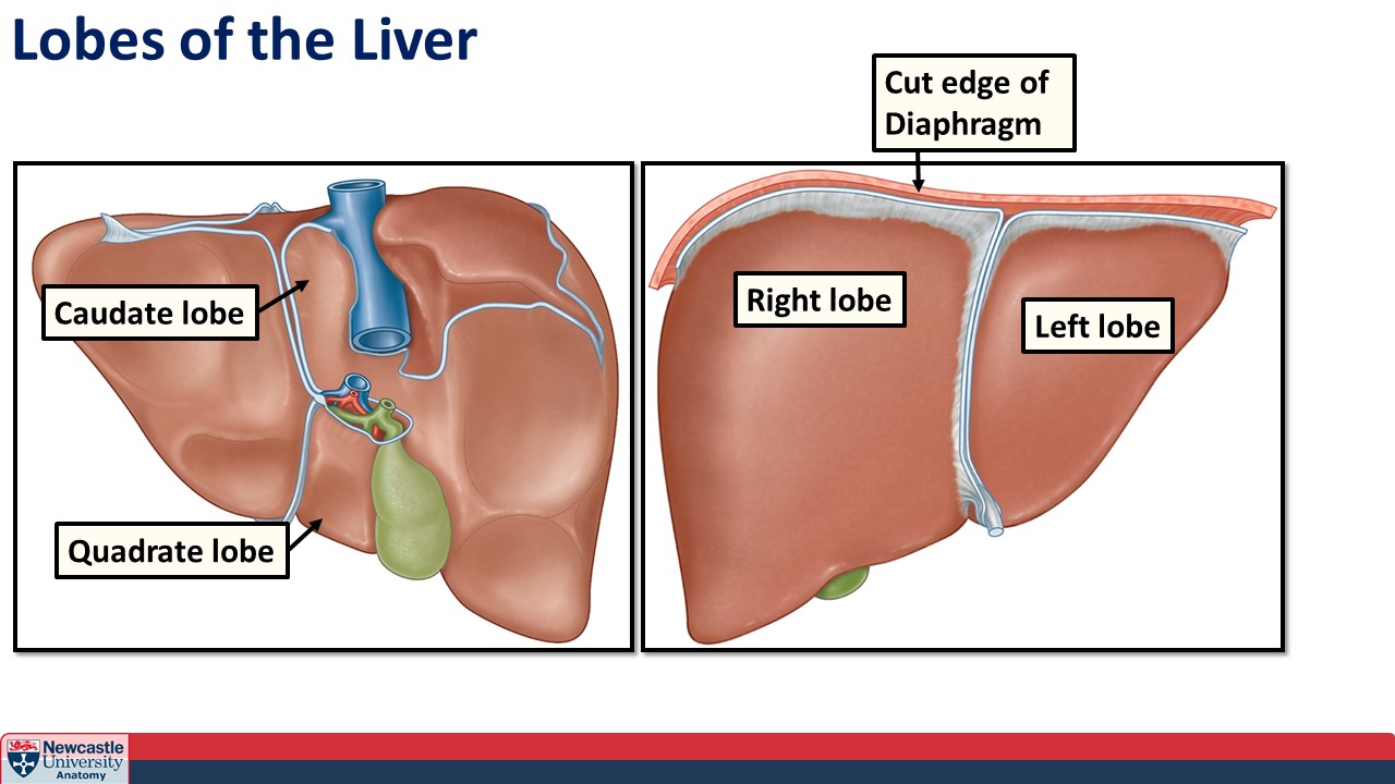 <p>Right lobe</p><p>Left lobe</p><p>Caudate lobe</p><p>Quadrate lobe</p>