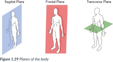<ul><li><p>runs horizontally from right to left &amp; divides the body into superior &amp; inferior parts.</p></li><li><p>A ______ section of the body is called a cross section.</p></li></ul>