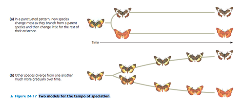 <p>pattern of evolution in which long stable periods are interrupted by brief periods of more rapid change; a new species changes most as it buds from a parent species and then changes little for the rest of its exostence</p>